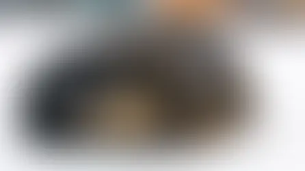 Симптоми переохолодження у котів та собак. Перша допомога.