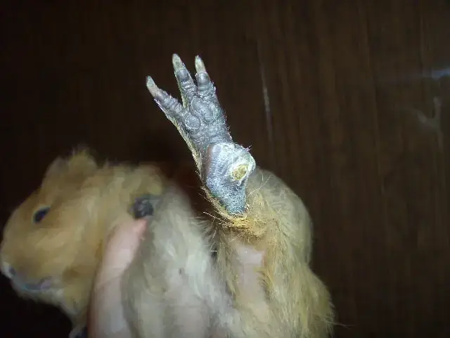 натоптиш у морської свинки.набряк, біль, ерозії, кровоточиві виразки, гнійні рани. 