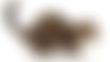 Застуда і кашель у котів