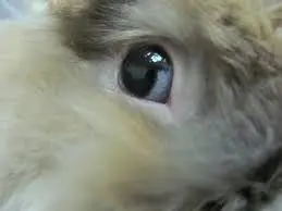 Проблеми з оком у кролика