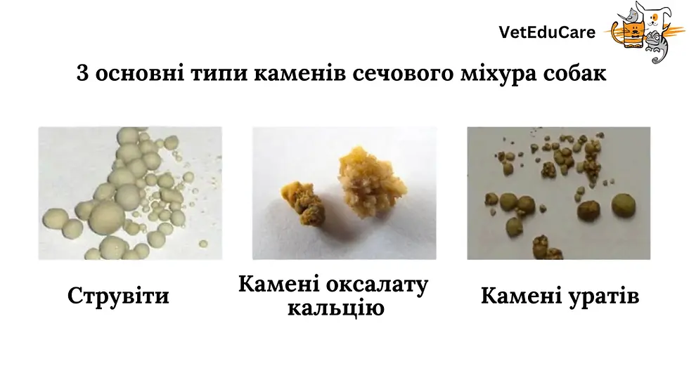 Основні типи каменів сечового міхура у собаки