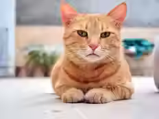 Діабет у котів. Лікування та догляд