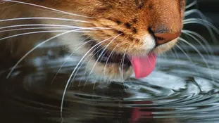 Як оцінити зневодення у кота чи собаки?