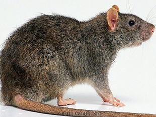 Планова стерилізація щурів: чому це важливо?