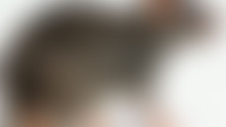 Планова стерилізація щурів: чому це важливо?