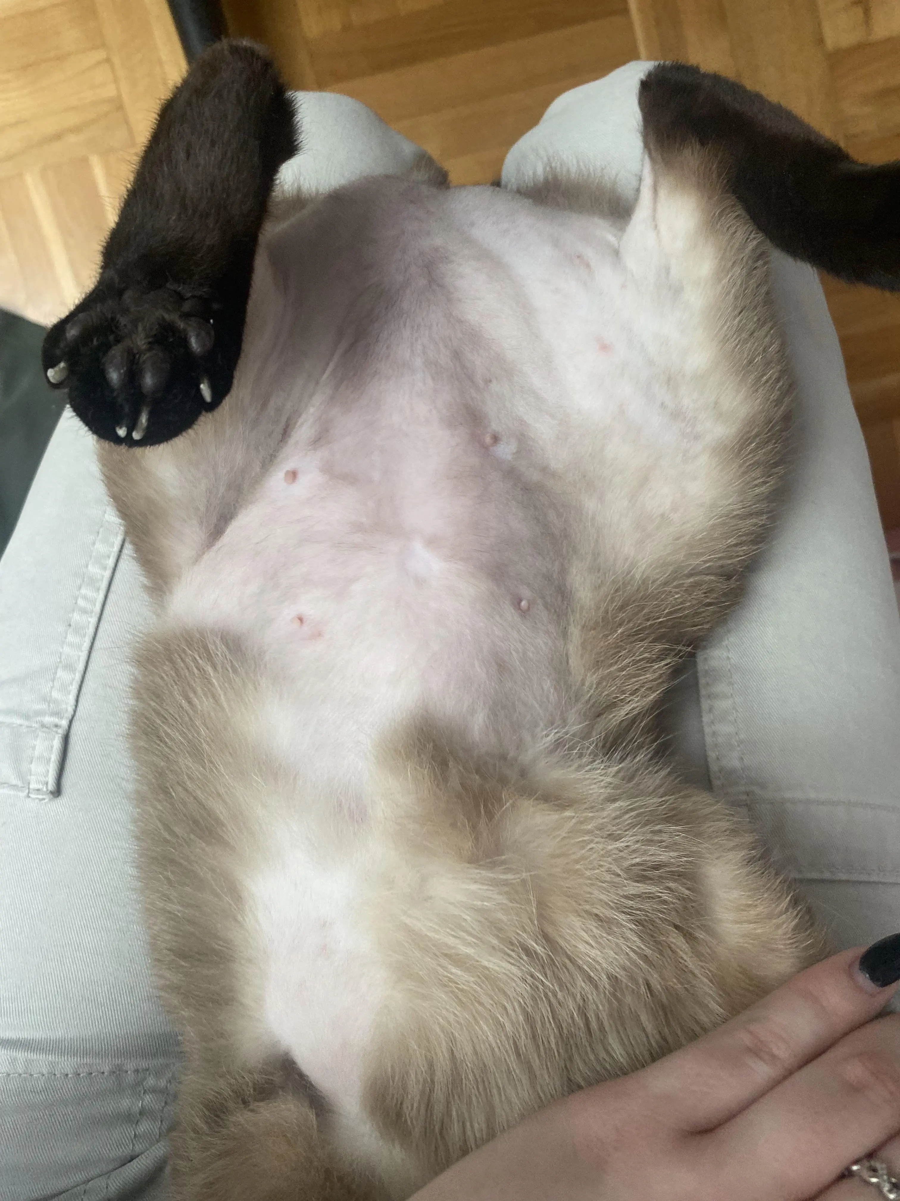 Кіт вилизав живіт до засилин, що робити?