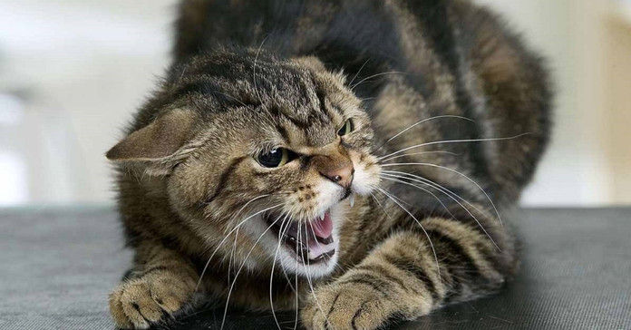 Симптоми сказу у котів