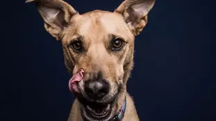 Мова тіла собаки - Жести умиротворення.