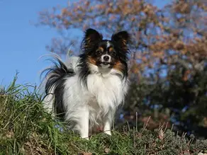 Порода собак Папільйон