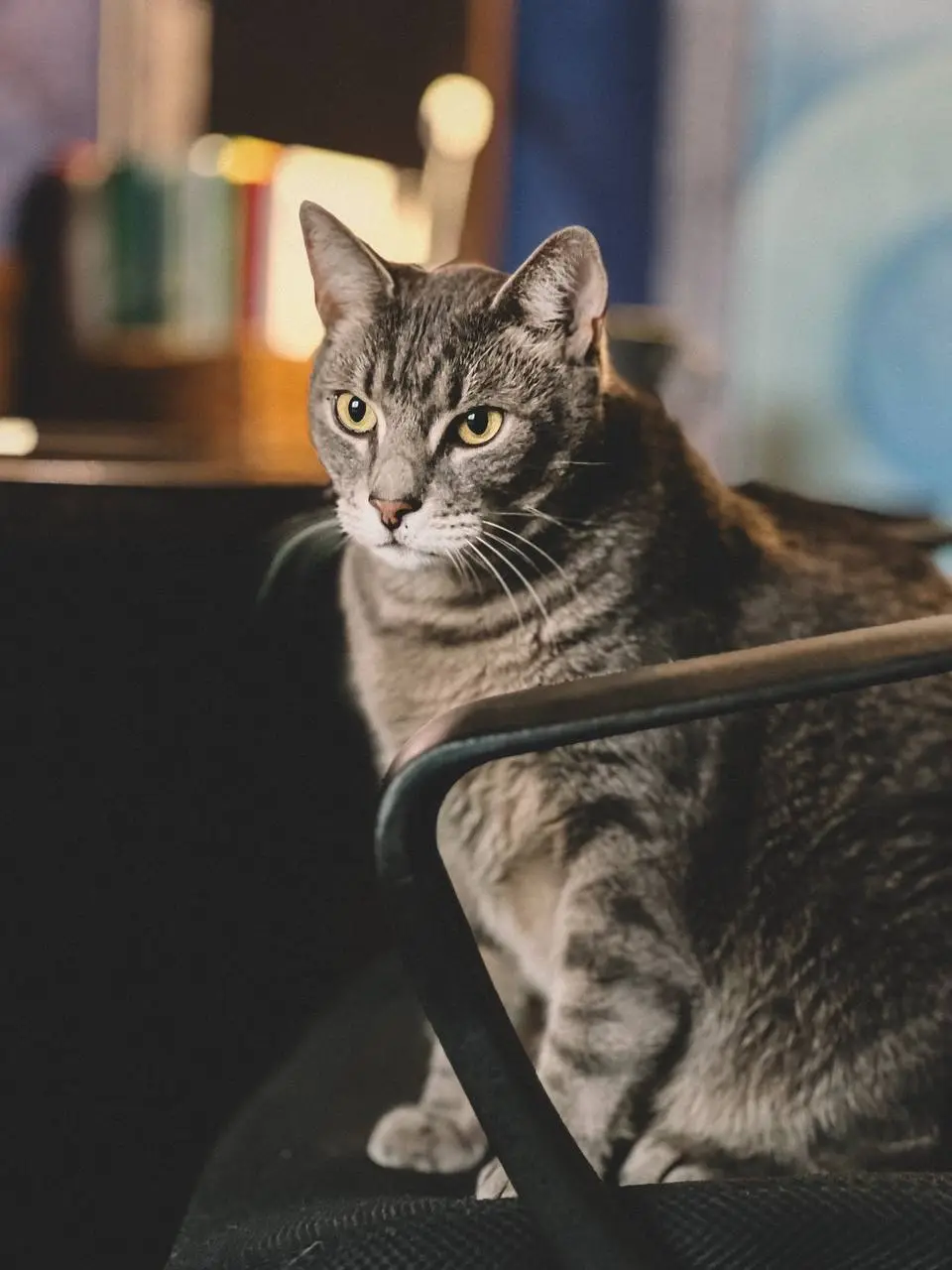 Ремісія у кота при діабеті