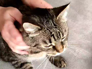 Як оглянути зуби та ротову порожнину кота чи собаки?