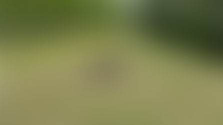 Собака їздить на попі, що робити?