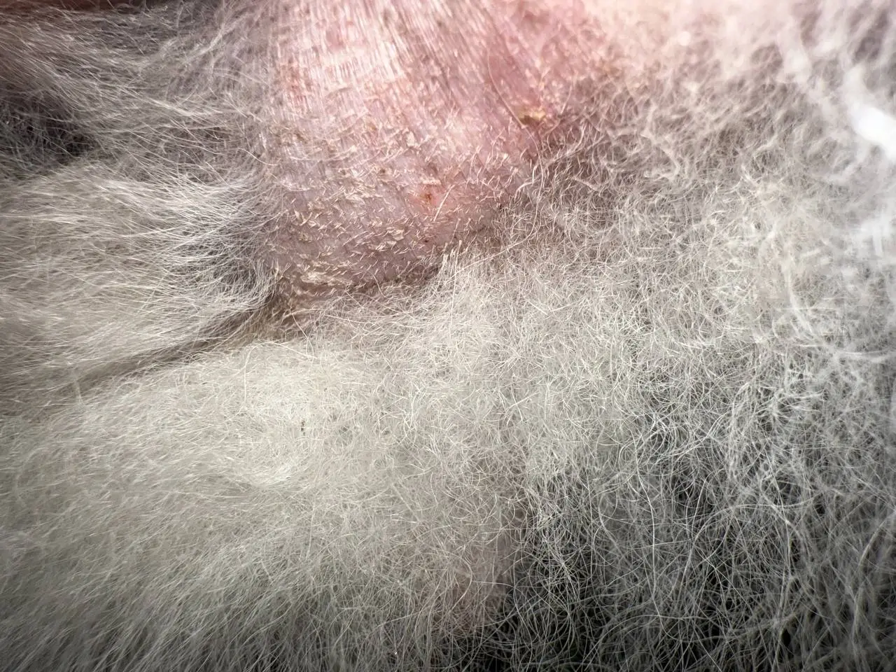 Дерматолог для собаки онлайн