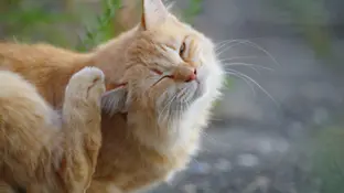 Свербіж у котів, як допомогти?