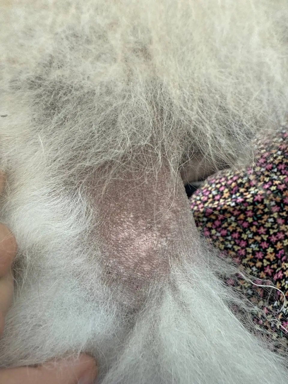 Алопеція у шпіца