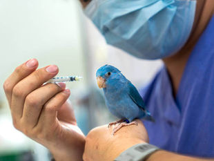 Мінімізація стресу під час лікування птаха