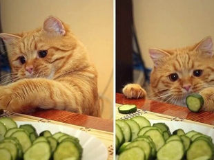 Фрукти і овочі для собак і котів