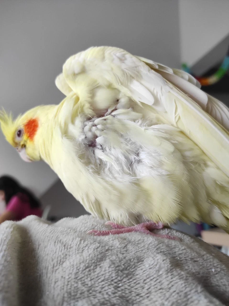 Як розпізнати хворобу у папуги: основні симптоми. Самообскубування папуг. Папуга без пера