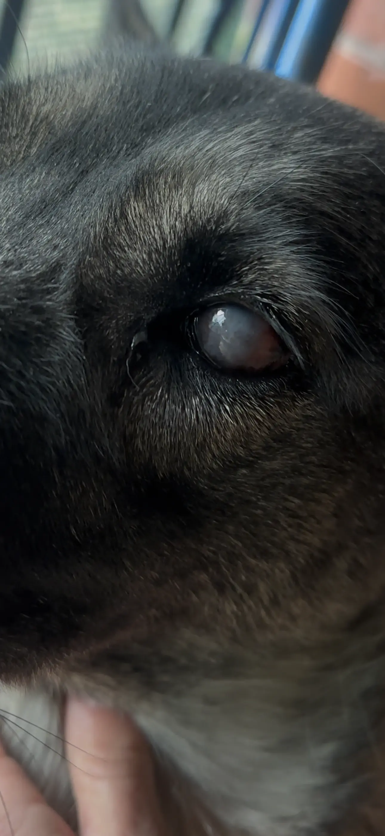 Білі очі у собаки, що робити?