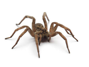 Чи хворіють павуки?