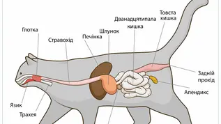 Травна система котів