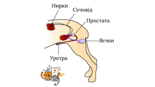 Цистит у собак