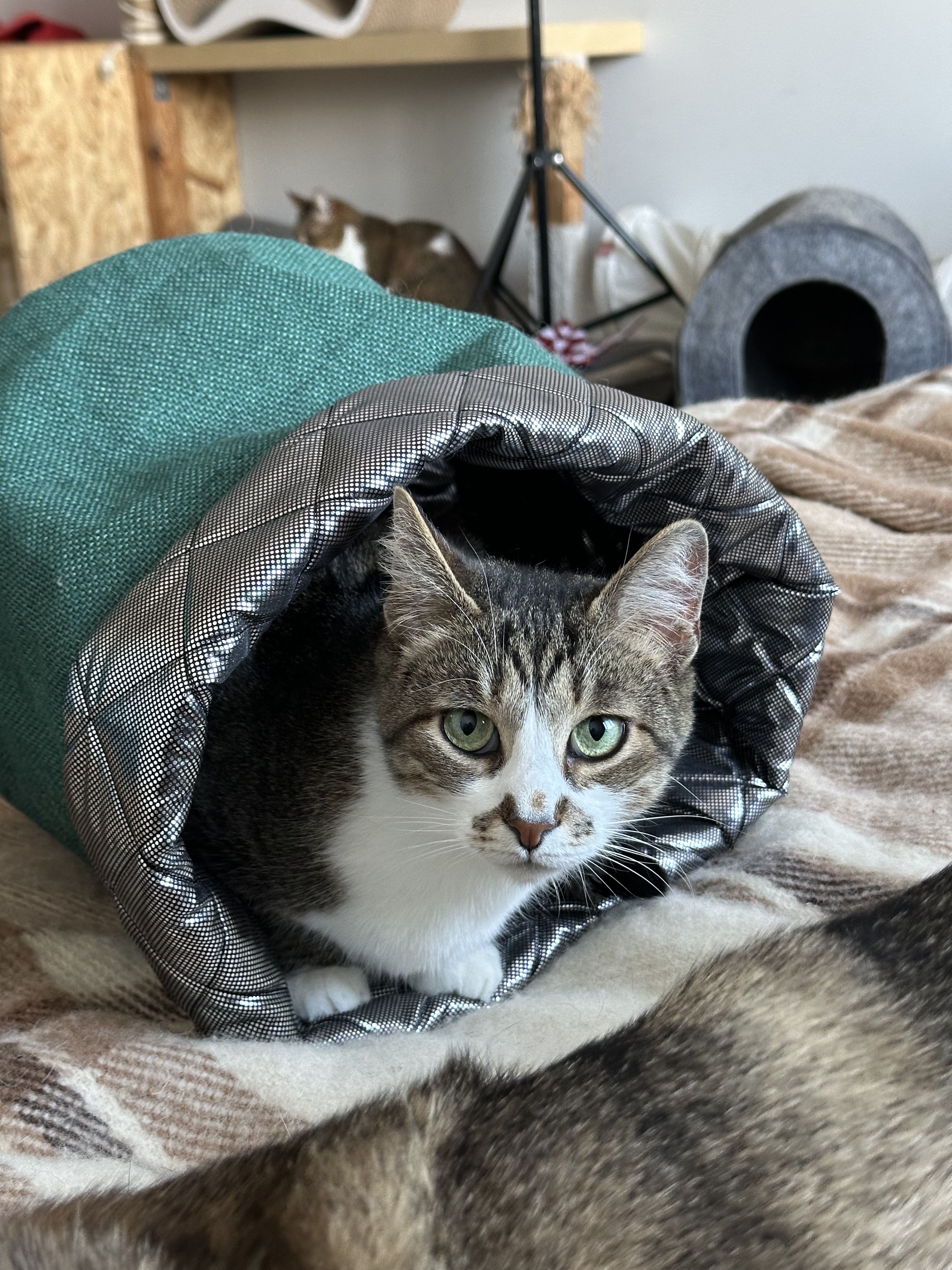 Чи може кіт застудитись через холод?