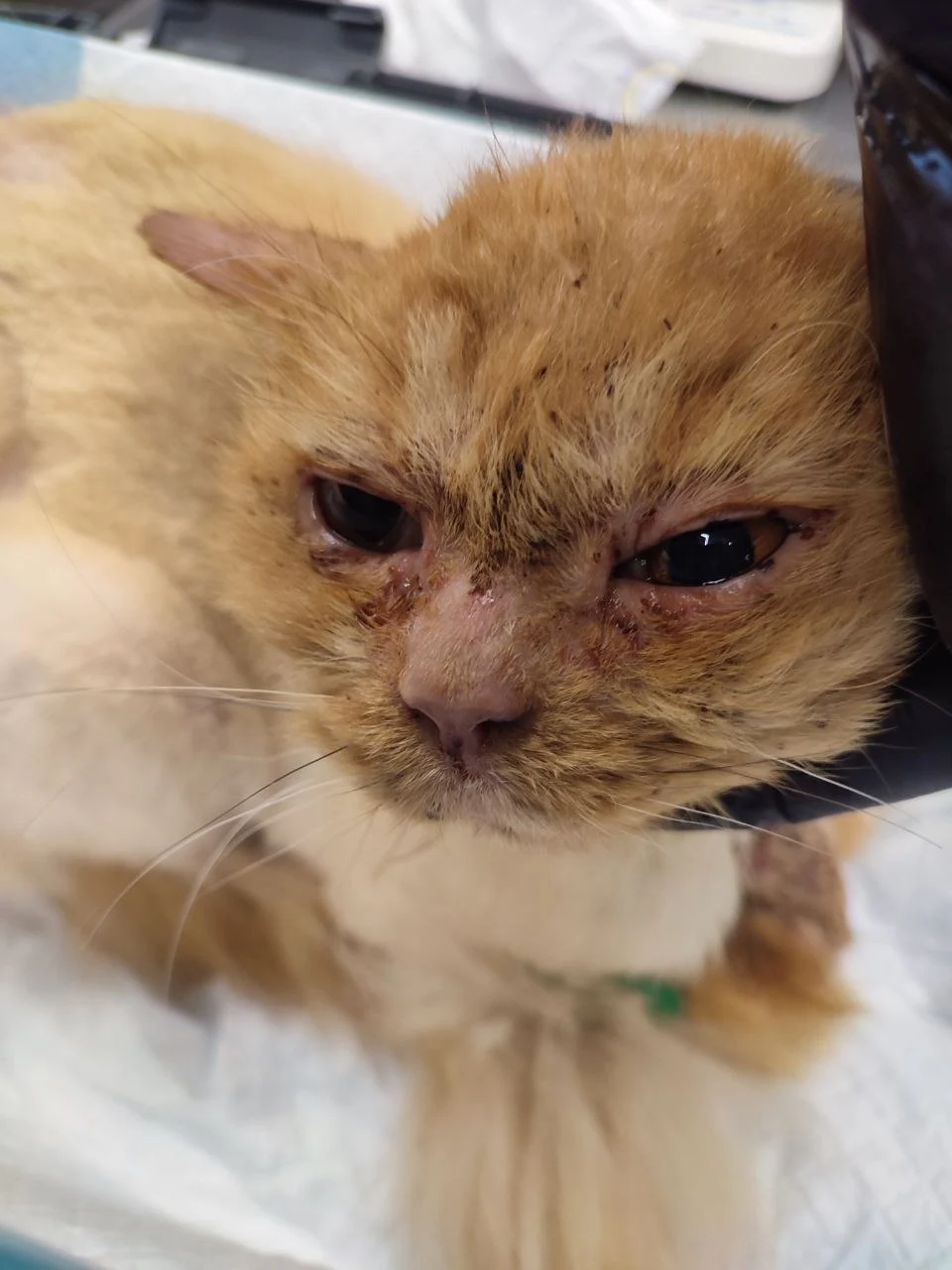 Випадіння шерсті та почервоніння у кота