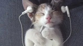 Чи сприймають коти та собаки музику?
