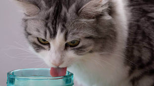 Перша допомога при діареї та блювоті у собак та кішок