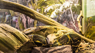 Утримання змії. Правила та умови