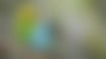 Що робити якщо папузі стало погано?