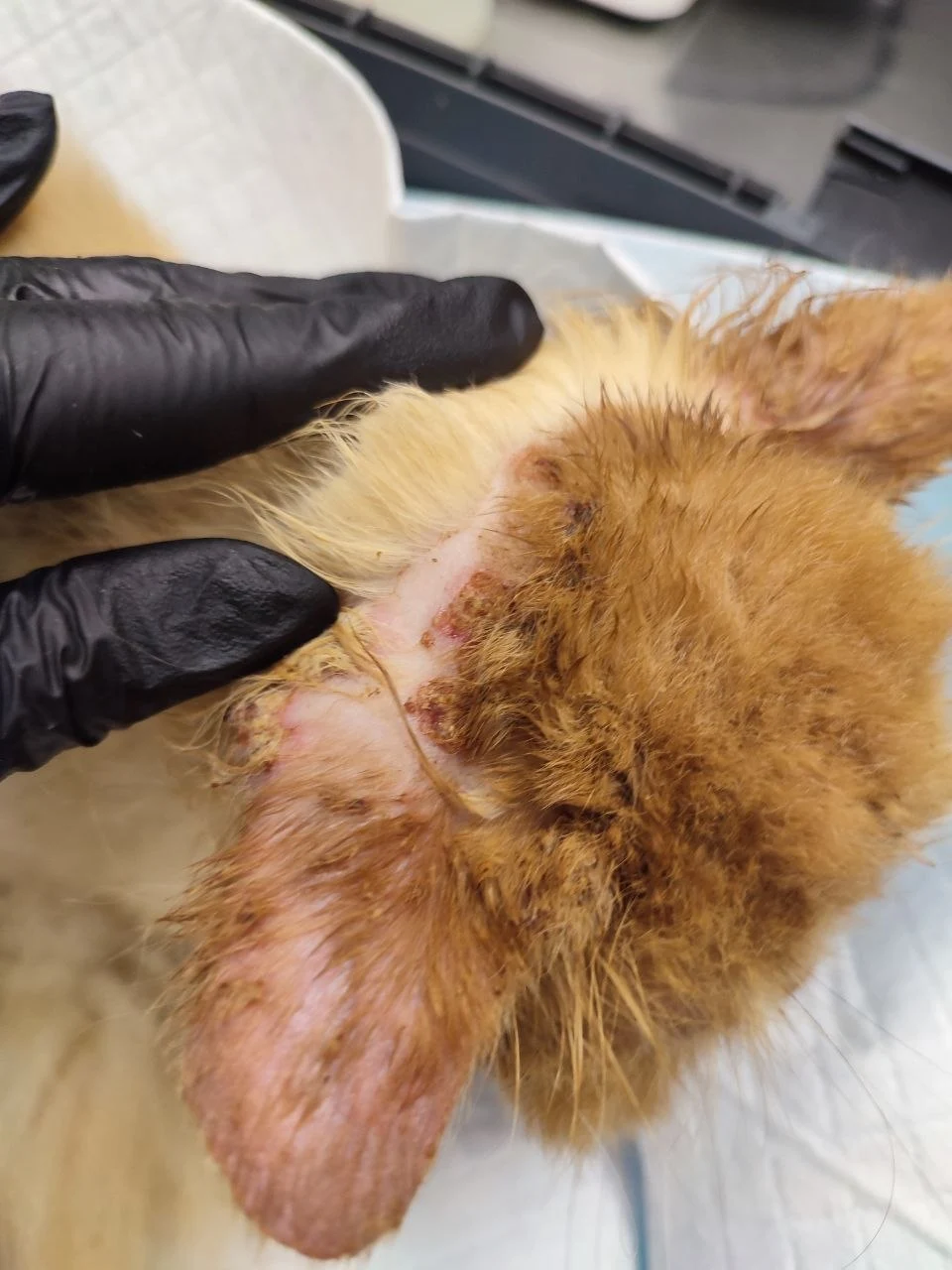 Свербіж у кота