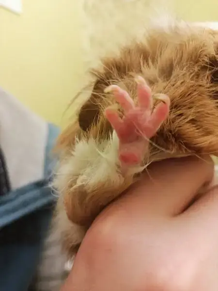 Натоптиш у морської свинки. почервоніння подушечок лап, лущення