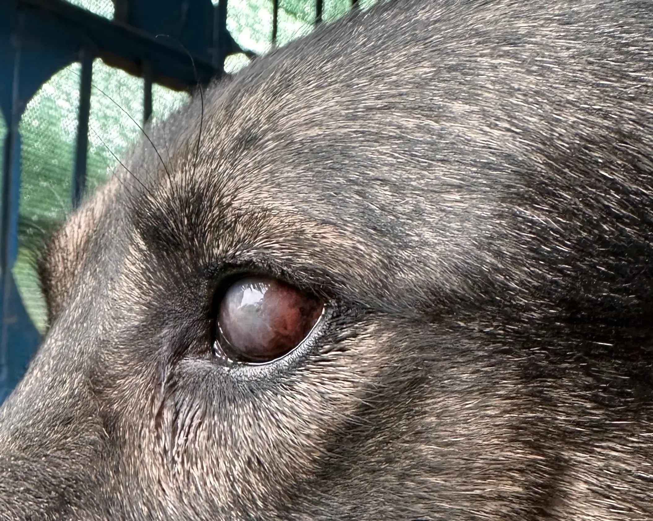 ветеринарна онлайн консультація офтальмолога