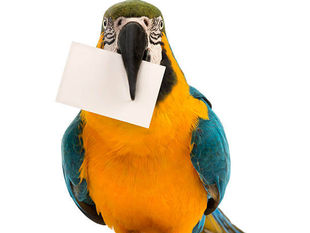 Як виїхати за кордон з птахом чи рептилією?