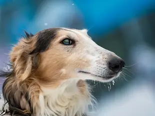 Четверта свобода тварин. Свобода від болю, травм та хвороб