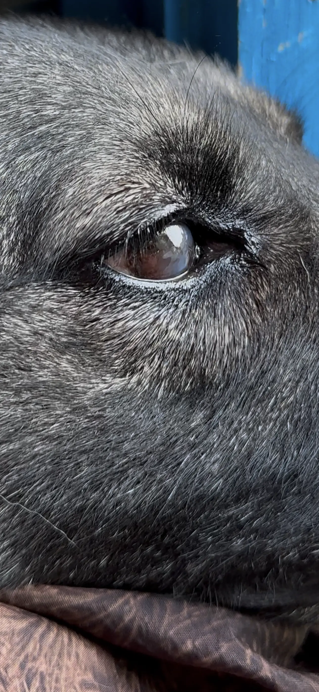 Чи можна в онайні вилікувати очі у собаки?