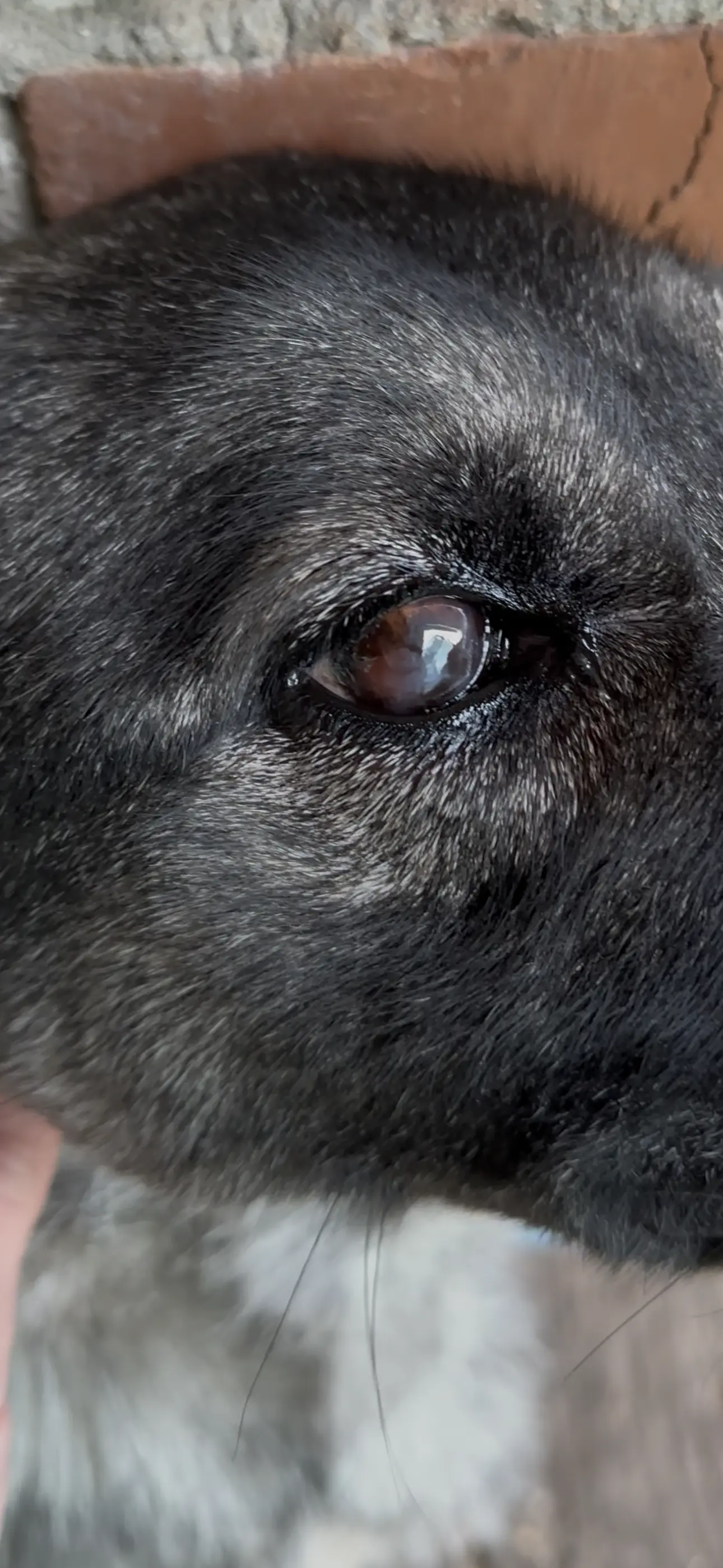 Проблема з очима у собаки