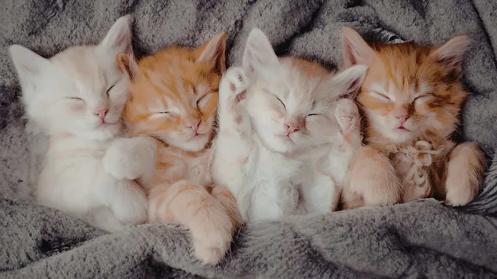 Як допомогти котам під час блекаутів