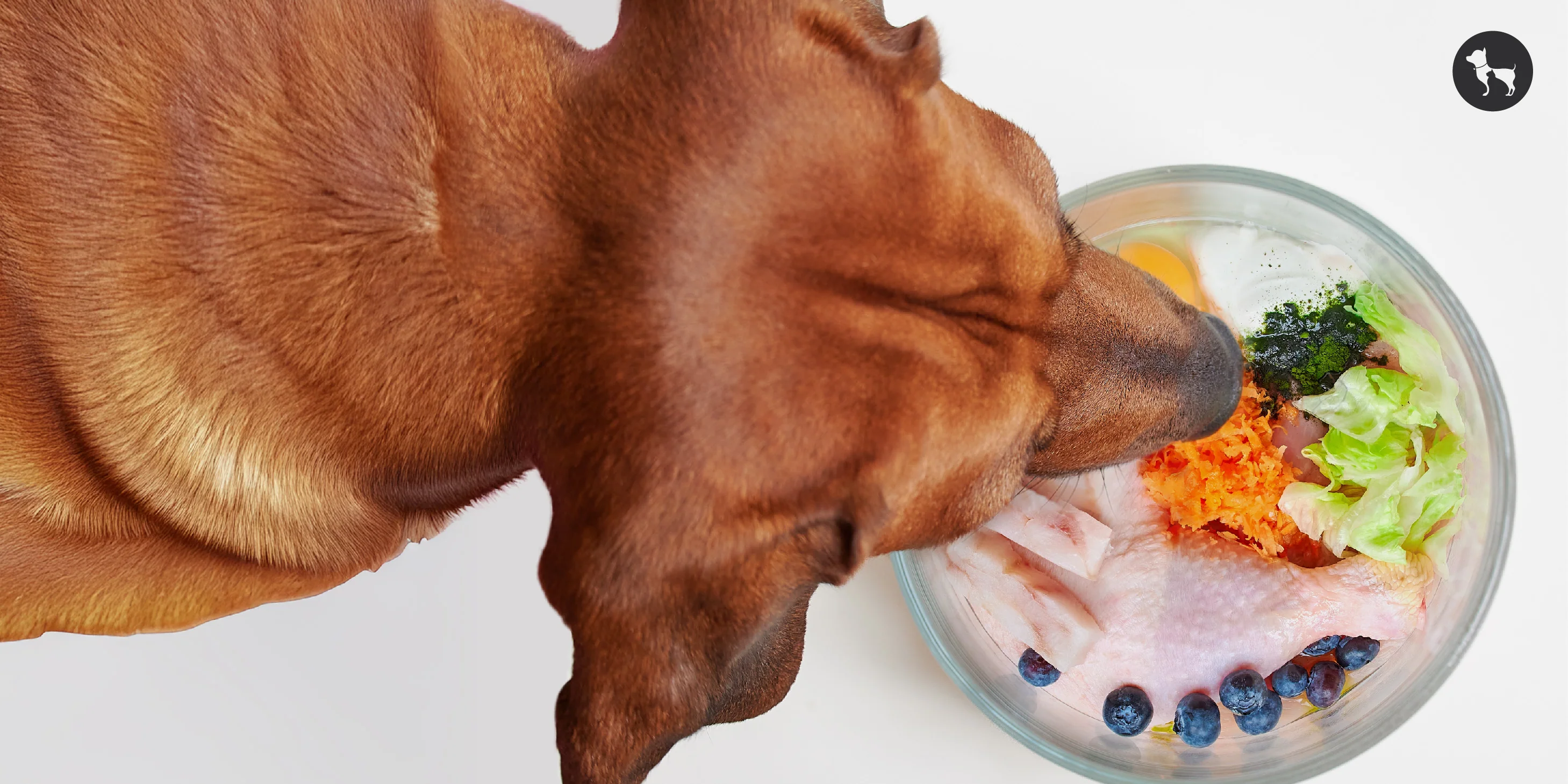 Онлайн консультація дієтолога для собаки