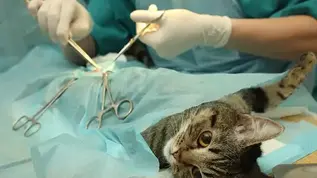 Кастрація собак та котів.