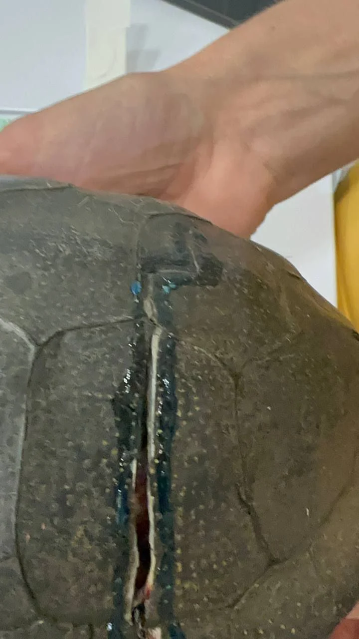 Як врятувати черепаху якщо тріснув панцир?