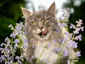 Чому коти люблять котячу м'яту?