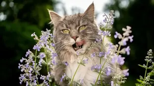 Чому коти люблять котячу м'яту?