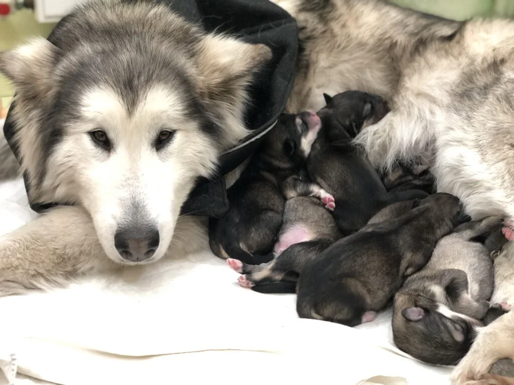 Онлайн консультація репродуктолога