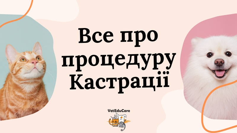 Онлайн курс для власників котів та собак по кастрації/стерилізації