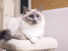 Порода котів Регдол