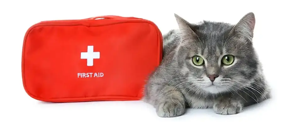 Аптечка першої допомоги для котів та собак