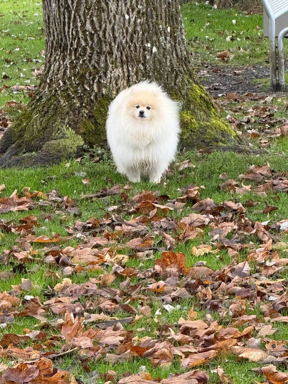 Алопеція у шпіца